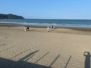 箏曲部　合宿写真⑪